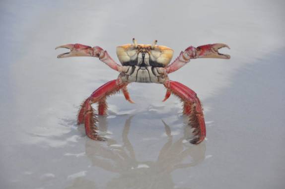 Um dos muitos carangueijos corajosos que nos enfrentaram no nosso caminho pela praia até Fortalezinha, na região de Algodoal - PA